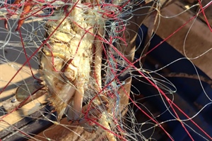 Granchio blu, Fedagripesca Toscana: “Non è solo un problema di Orbetello, invasione in tutta la costa”