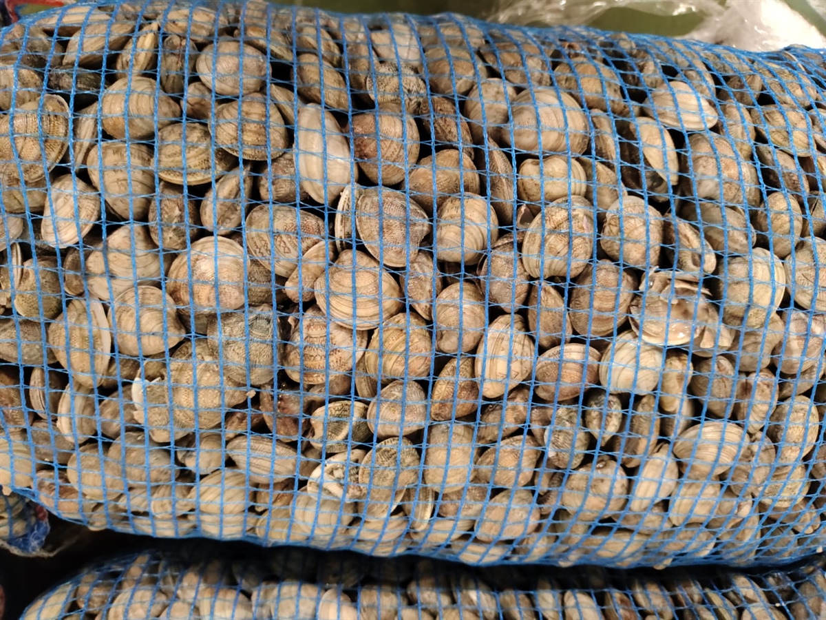 Deroga vongole, l'Alleanza Cooperative: "Salvati 140 milioni di euro di filiera e 20mila tonnellate di pescato"