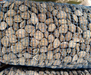 Deroga vongole, l'Alleanza Cooperative: "Salvati 140 milioni di euro di filiera e 20mila tonnellate di pescato"
