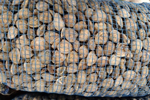 Deroga vongole, l'Alleanza Cooperative: "Salvati 140 milioni di euro di filiera e 20mila tonnellate di pescato"