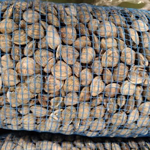 Deroga vongole, l'Alleanza Cooperative: "Salvati 140 milioni di euro di filiera e 20mila tonnellate di pescato"