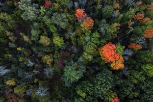 Forestali, raggiunta intesa su ccnl