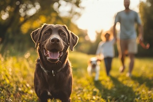 Pet Therapy, al via i corsi di CEIS Formazione per operatori e professionisti