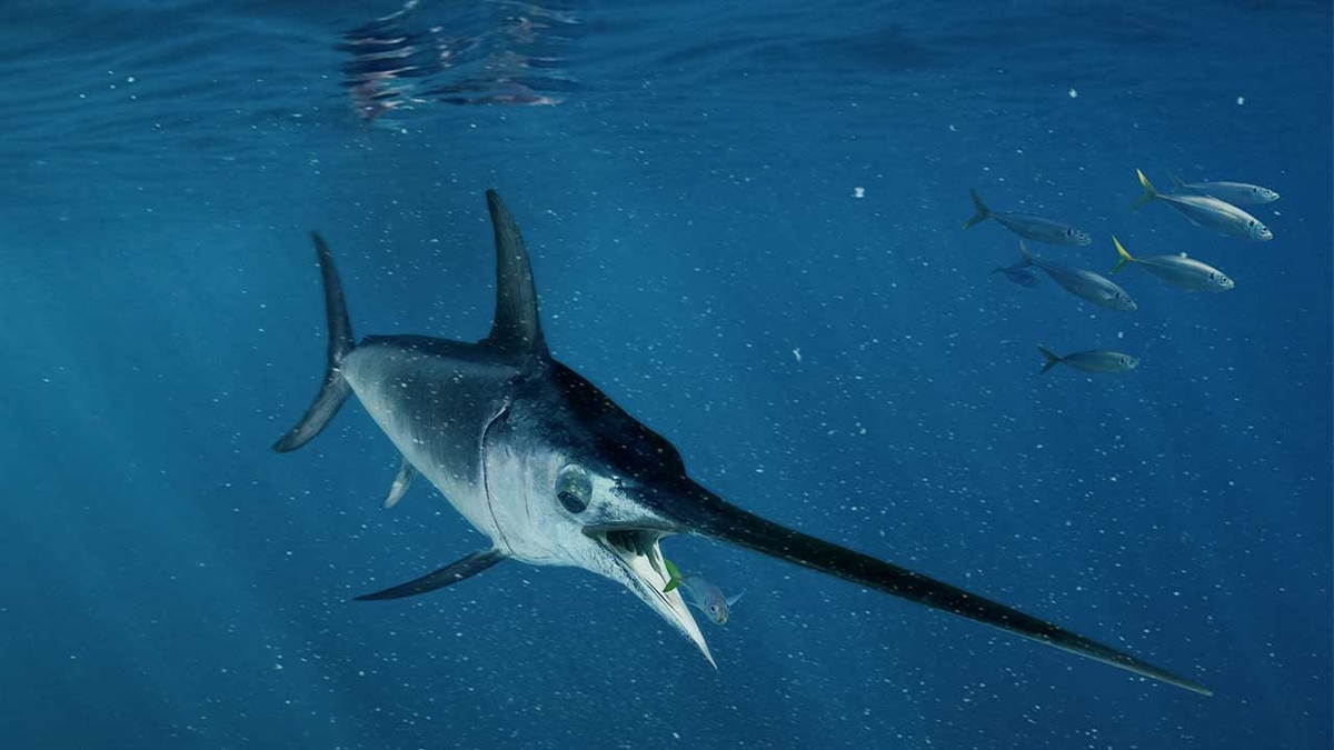 Pesce spada: al via la sperimentazione ‘trapline’, coinvolti 500 pescherecci