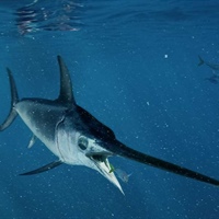 Pesce spada: al via la sperimentazione ‘trapline’, coinvolti 500 pescherecci