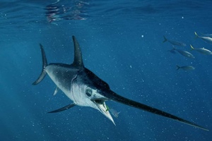 Pesce spada: al via la sperimentazione ‘trapline’, coinvolti 500 pescherecci