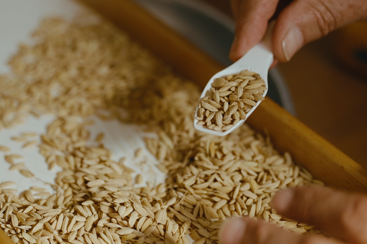 Crisi del riso, Confcooperative Piemonte: “Risaie asciutte, prezzi dimezzati e costi insostenibili. Il settore è al collasso”