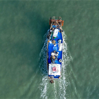Crisi pesca in Friuli Venezia Giulia: l'invasione del granchio blu minaccia il settore
