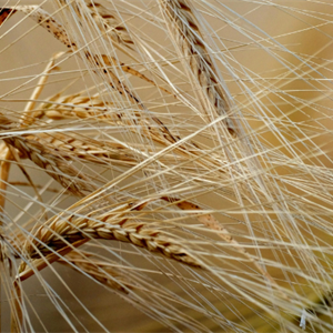 Crisi del grano duro, Drei al tavolo Masaf: “Premiare chi si aggrega e crea valore per gli agricoltori”