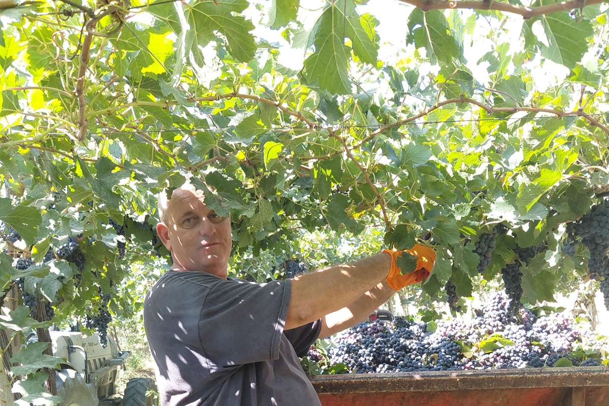 Molise, vendemmia con oltre quindici giorni di anticipo