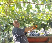 Molise, vendemmia con oltre quindici giorni di anticipo