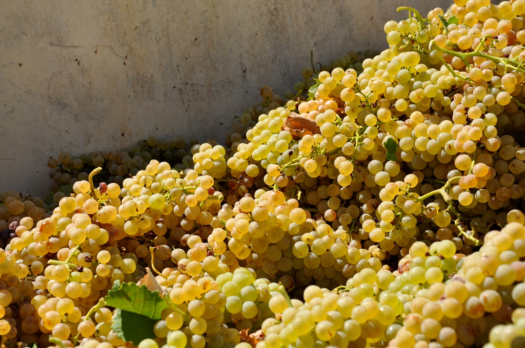 Romagna-Estense, l’estate 2026 ha messo a dura prova agricoltura e pesca