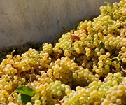 Romagna-Estense, l’estate 2026 ha messo a dura prova agricoltura e pesca