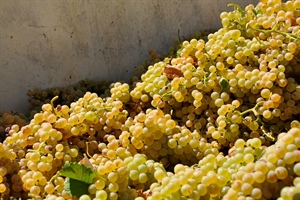 Romagna-Estense, l’estate 2026 ha messo a dura prova agricoltura e pesca