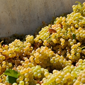 Romagna-Estense, l’estate 2026 ha messo a dura prova agricoltura e pesca