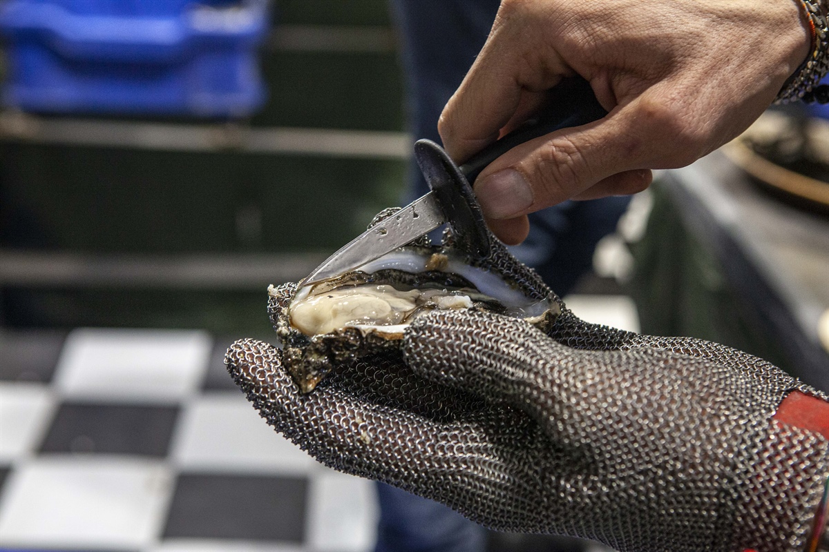 Pesca, Alleanza Emilia Romagna: giù Iva sulle ostriche