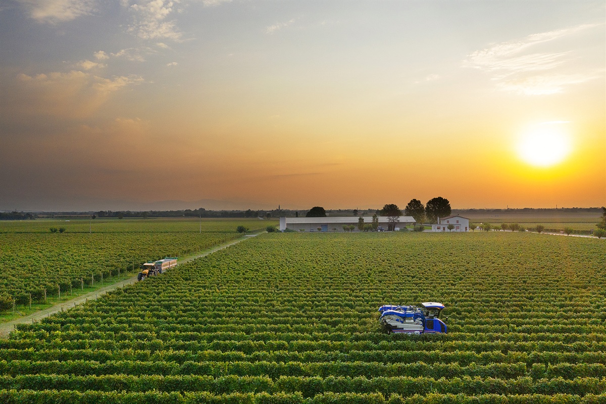 Casarsa, bilancio positivo per la vendemmia 2021