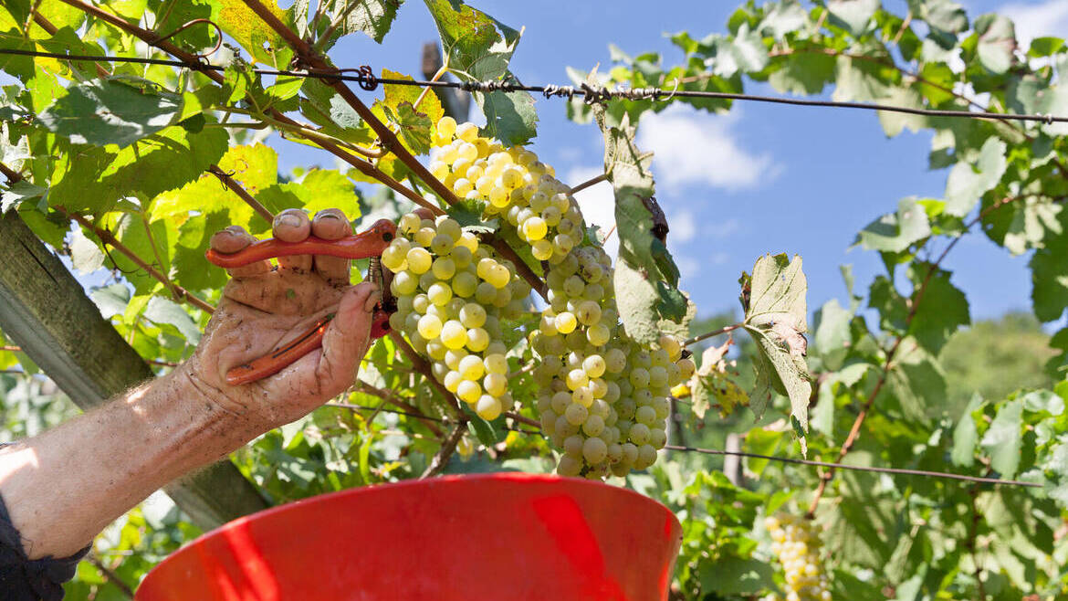 Biodistretto Trentino, "compreso impegno della cooperazione"