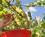 Biodistretto Trentino, "compreso impegno della cooperazione"