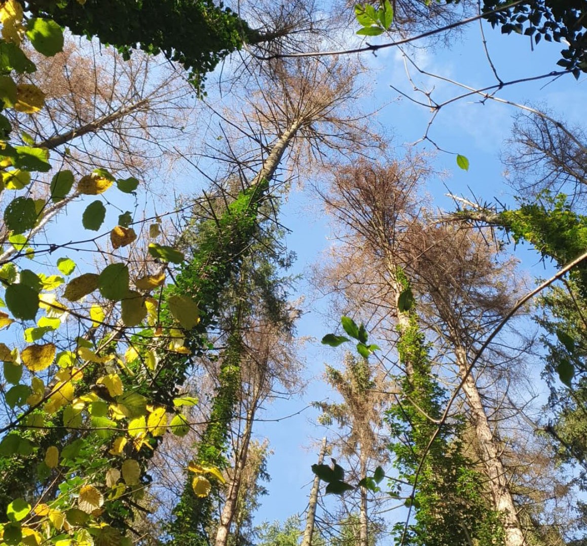 Bosco, Fedagripesca Toscana: “Serve un patto tra proprietari pubblici e privati per la gestione”