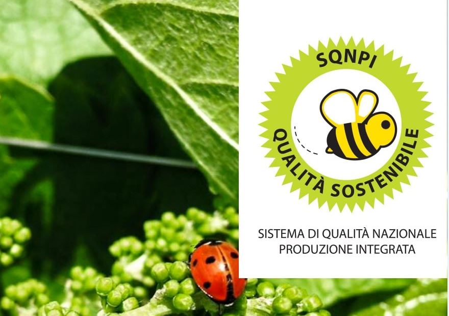 Fvg: l'uva cooperativa sarà biologica certificata