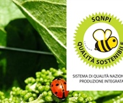 Fvg: l'uva cooperativa sarà biologica certificata