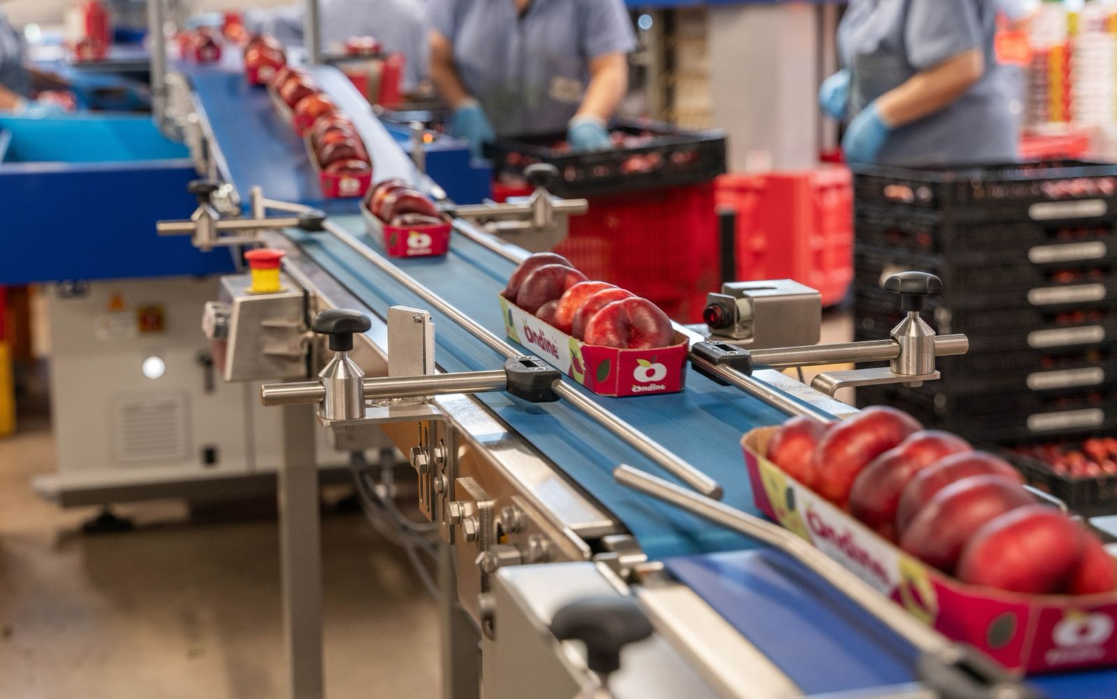 Agrintesa investe in un nuovo impianto innovativo per la lavorazione di pesche, nettarine piatte e pere