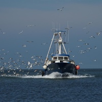 Libia: Alleanza Cooperative, tutelare chi pesca in acque internazionali rispettando la legge