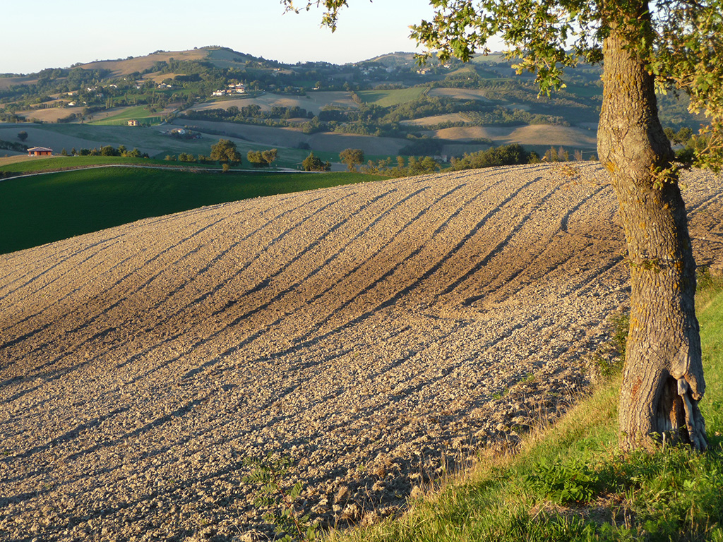 Agricoltura biologica, bene il piano di azione presentato oggi dalla UE