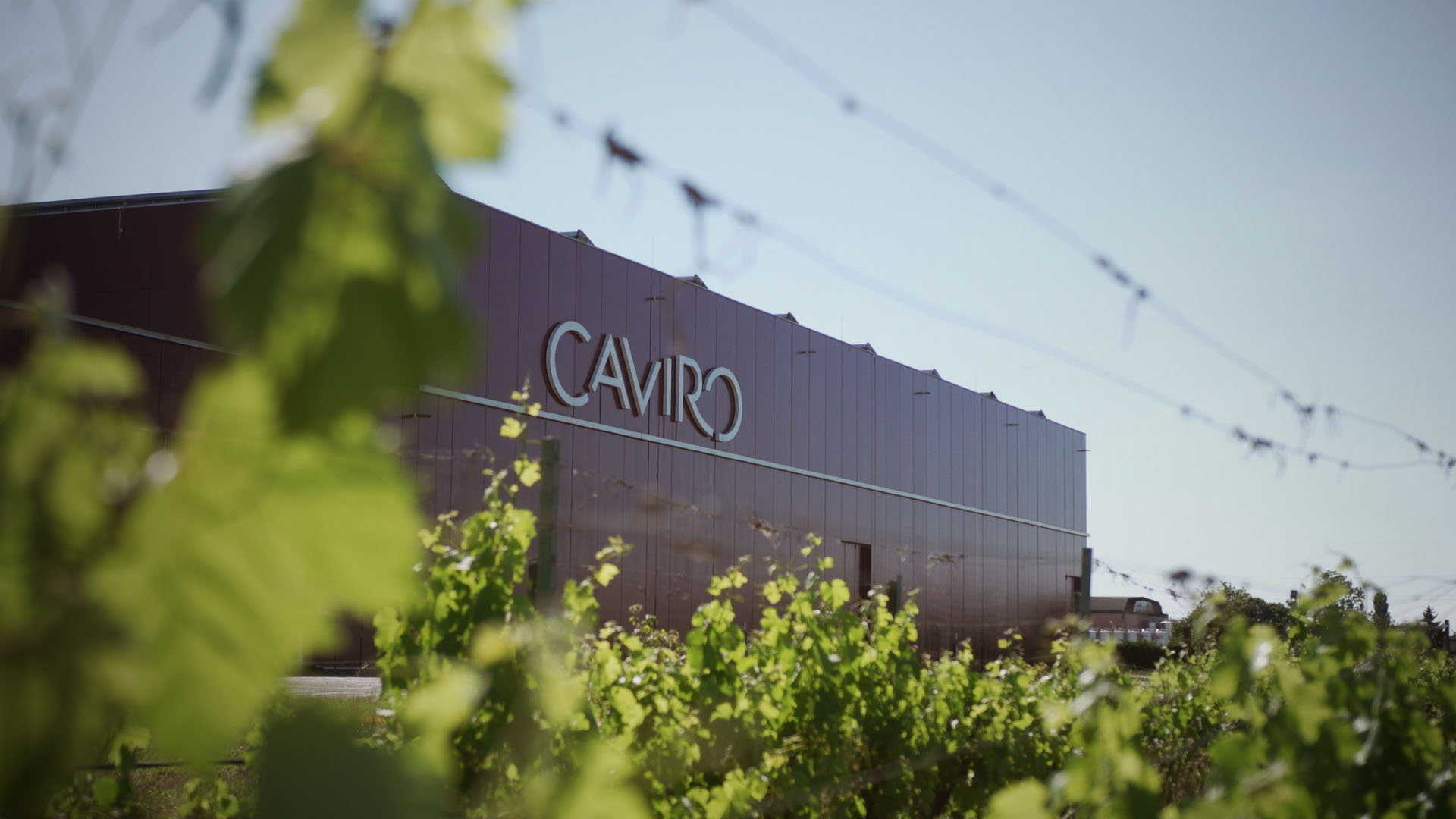 Caviro, secondo Bilancio di Sostenibilità: valorizzare ogni risorsa