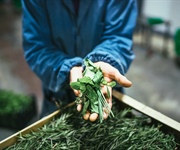 Storie: Erbe, semi di zucca e canapa bio per agroalimentare e cosmesi