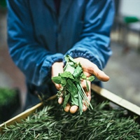 Storie: Erbe, semi di zucca e canapa bio per agroalimentare e cosmesi
