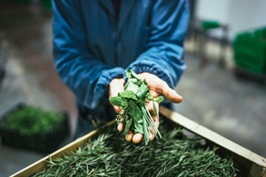 Storie: Erbe, semi di zucca e canapa bio per agroalimentare e cosmesi