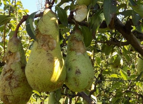 Emilia Romagna, boccata d’ossigeno per l’ortofrutta, in arrivo ristori per la cimice e fondi contro le gelate