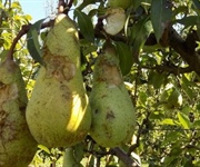 Emilia Romagna, boccata d’ossigeno per l’ortofrutta, in arrivo ristori per la cimice e fondi contro le gelate