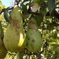 Emilia Romagna, boccata d’ossigeno per l’ortofrutta, in arrivo ristori per la cimice e fondi contro le gelate