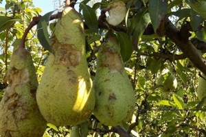 Emilia Romagna, boccata d’ossigeno per l’ortofrutta, in arrivo ristori per la cimice e fondi contro le gelate